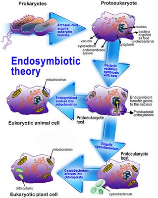 Melatonin Synthesis and Function: Evolutionary History in Animals and Plants